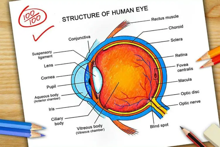 Human Eye And The Colourful World