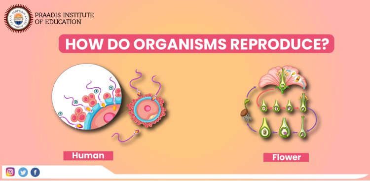 How do Organism Reproduce